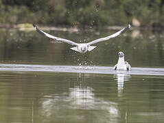 Mouette à tête grise