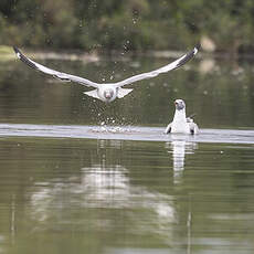 Mouette à tête grise