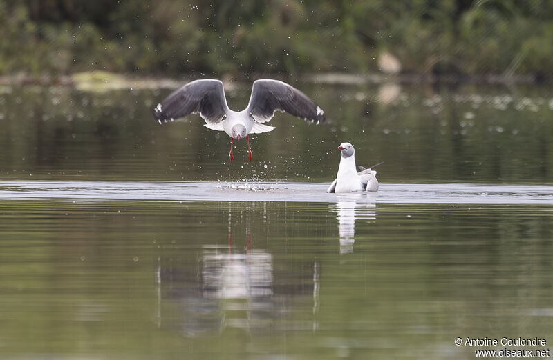 Mouette à tête griseadulte