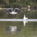 Mouette à tête grise