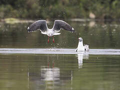 Mouette à tête grise