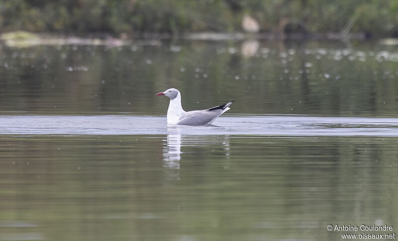 Mouette à tête griseadulte