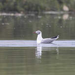 Mouette à tête grise