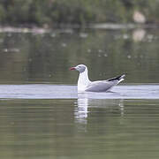 Grey-headed Gull