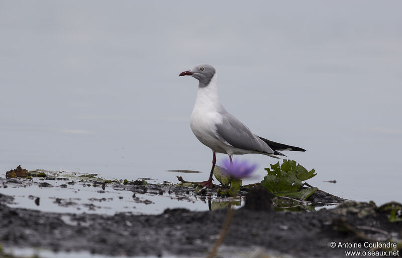 Mouette à tête griseadulte