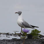 Mouette à tête grise