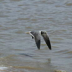 Mouette atricille