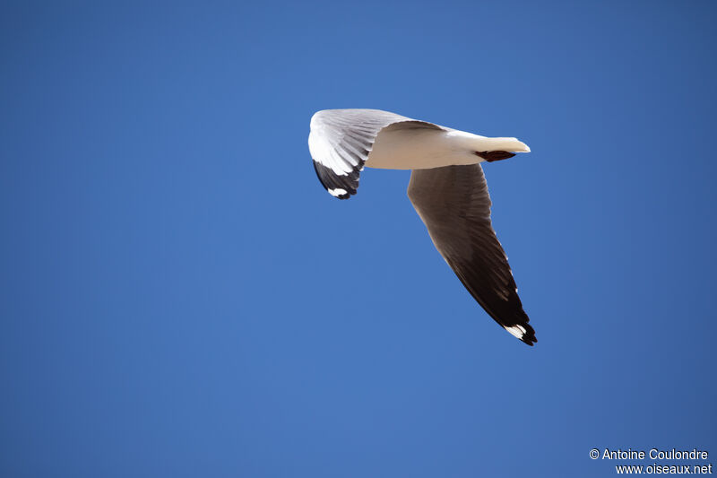 Mouette de Hartlaubadulte, Vol