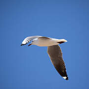 Mouette de Hartlaub