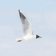 Black-headed Gull