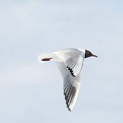 Mouette rieuse