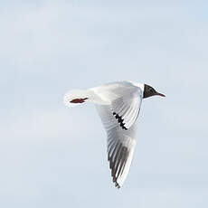 Mouette rieuse