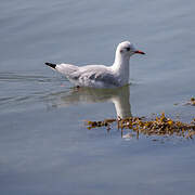 Black-headed Gull