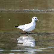 Mouette rieuse