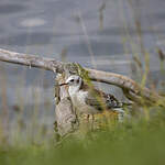 Mouette rieuse