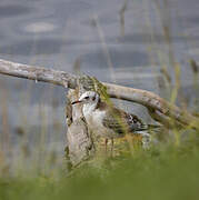 Black-headed Gull