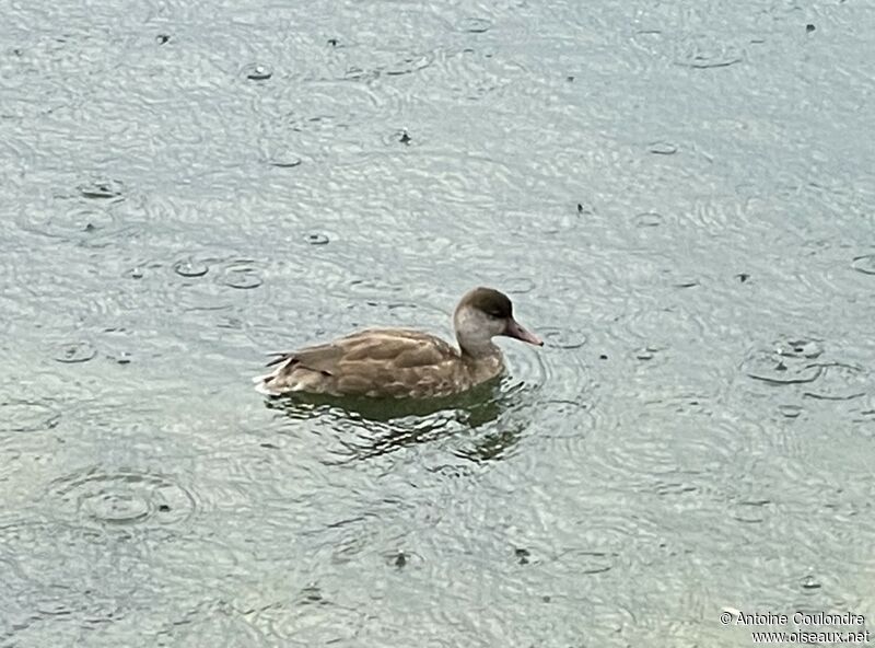 Red-crested Pochard female adult post breeding