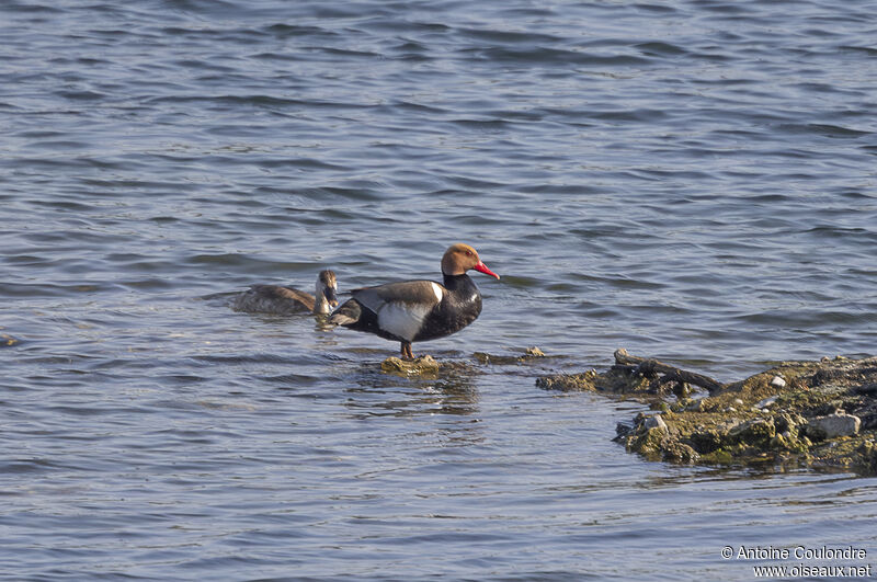 Red-crested Pochardadult breeding