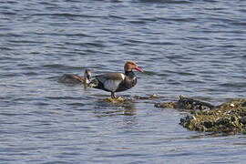 Red-crested Pochard