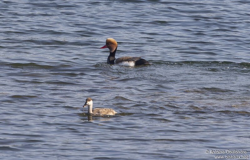 Red-crested Pochardadult breeding