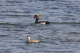 Red-crested Pochard