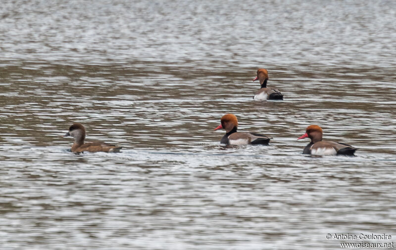 Red-crested Pochardadult breeding