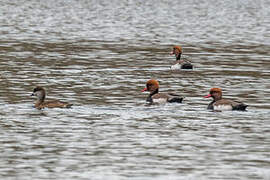 Red-crested Pochard