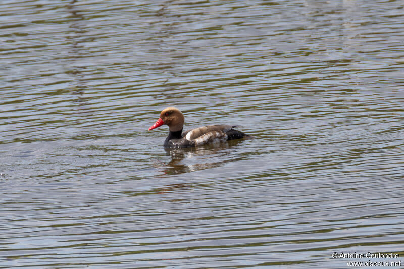 Red-crested Pochard male adult