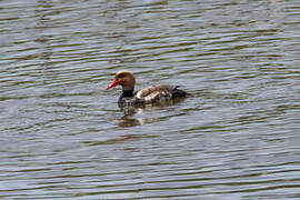 Red-crested Pochard