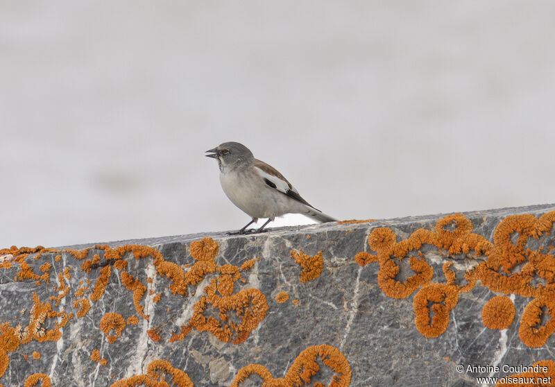 White-winged Snowfinchadult breeding