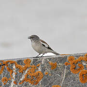 White-winged Snowfinch