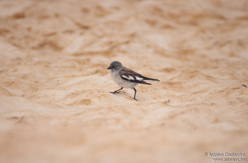 White-winged Snowfinchadult breeding, walking, fishing/hunting