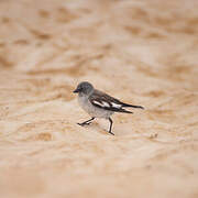 White-winged Snowfinch