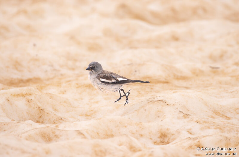 White-winged Snowfinchadult breeding, walking, fishing/hunting