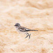 White-winged Snowfinch