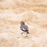 White-winged Snowfinch