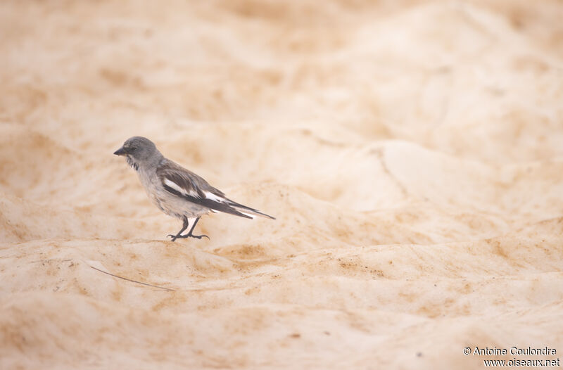 White-winged Snowfinchadult breeding