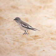 White-winged Snowfinch