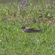 Eurasian Stone-curlew