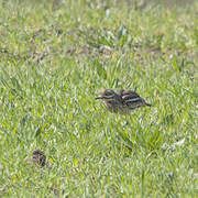 Eurasian Stone-curlew