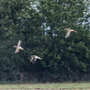 Eurasian Stone-curlew