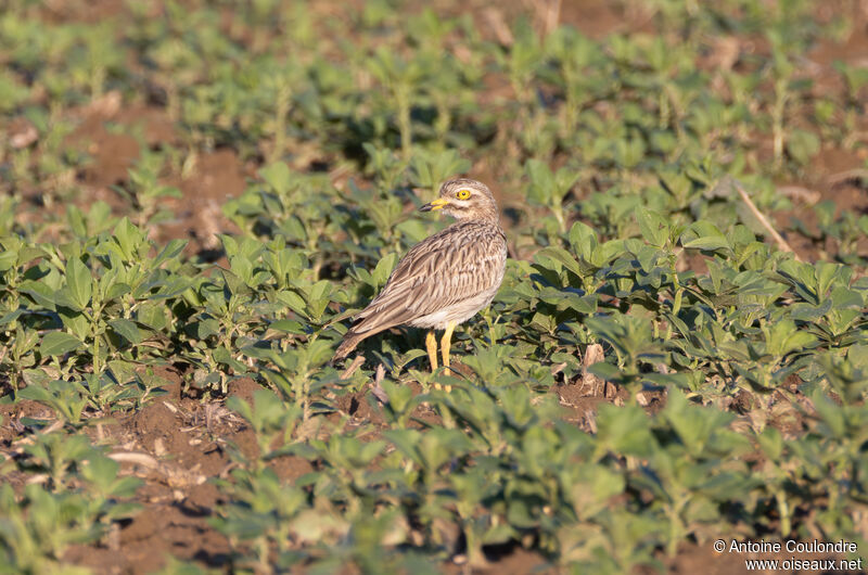 Eurasian Stone-curlewadult post breeding