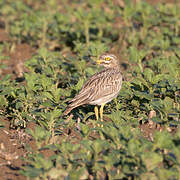 Eurasian Stone-curlew