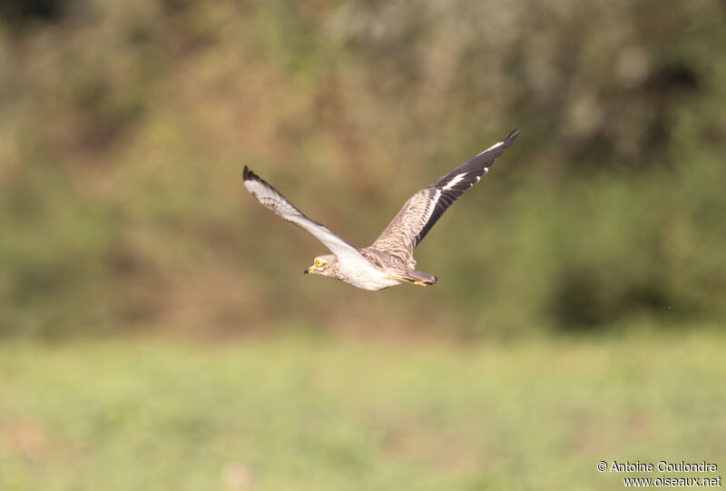 Eurasian Stone-curlewadult post breeding, Flight