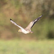 Eurasian Stone-curlew