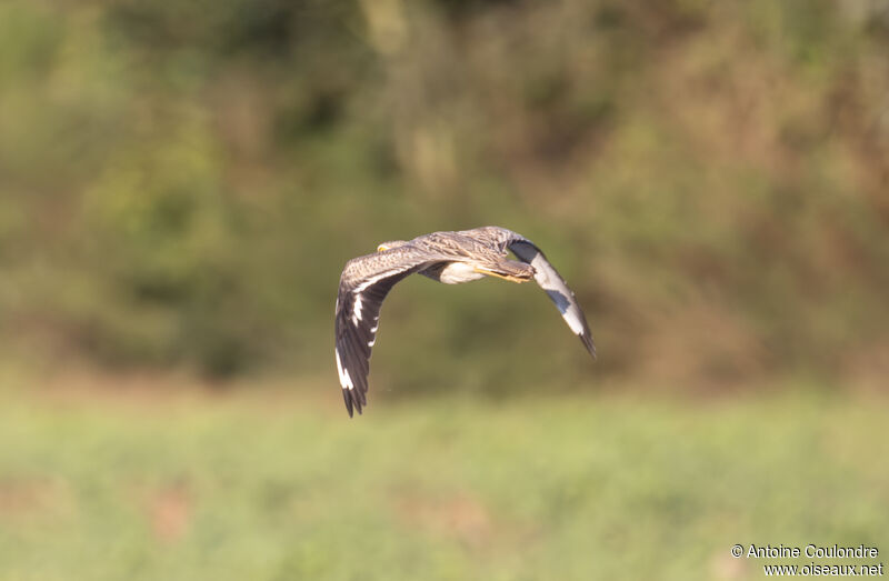 Eurasian Stone-curlewadult post breeding, Flight