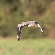 Eurasian Stone-curlew