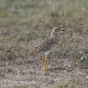 Spotted Thick-knee