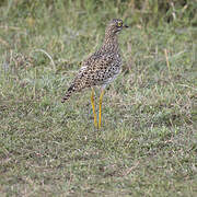 Spotted Thick-knee