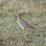 Spotted Thick-knee